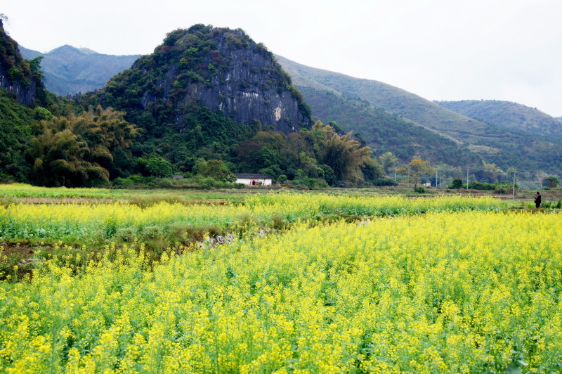 ?；蒉r(nóng)業(yè)觀光示范園04.jpg